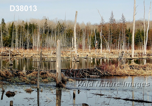 North American Beaver (Castor canadensis), beaver dam